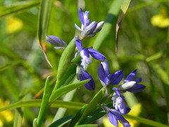 Polygala alpestris