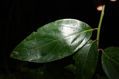Nectandra membranacea