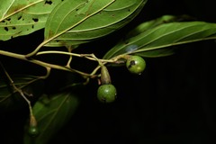 Nectandra membranacea