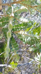 Sophora denudata