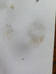 Australopilus palumanus