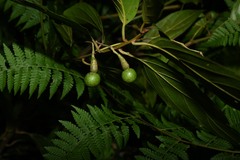 Nectandra membranacea