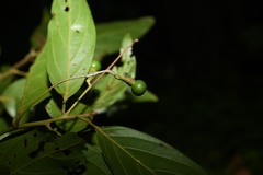 Nectandra membranacea
