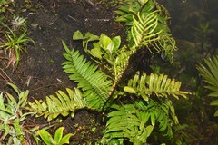Parablechnum lechleri image