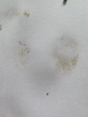 Australopilus palumanus