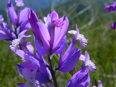 Polygala major