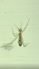 Stenolemus fraterculus