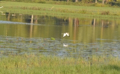 Hydrophasianus chirurgus