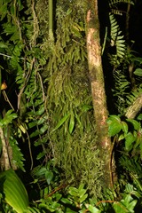 Phlegmariurus wilsonii