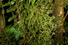 Phlegmariurus wilsonii