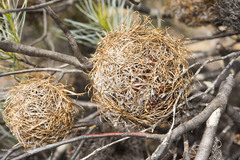 Banksia sphaerocarpa
