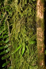 Phlegmariurus wilsonii