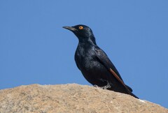 Onychognathus nabouroup