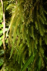 Phlegmariurus wilsonii