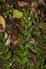 Phoradendron chrysocladon