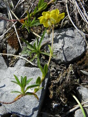 Helianthemum oelandicum