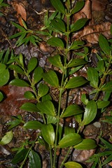 Phoradendron chrysocladon