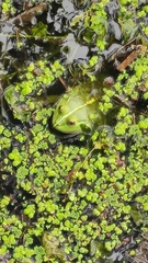 Euphlyctis hexadactyla