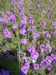 Glandularia aristigera
