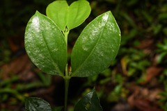 Phoradendron chrysocladon