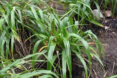 Pitcairnia micotrinensis