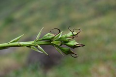 Pitcairnia micotrinensis
