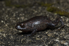 Geobatrachus walkeri