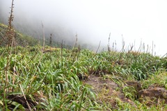 Pitcairnia micotrinensis