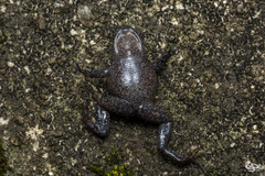 Geobatrachus walkeri