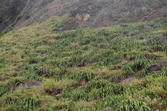 Pitcairnia micotrinensis