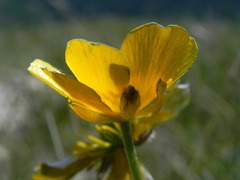 Ranunculus breyninus