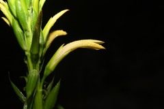 Pitcairnia micotrinensis