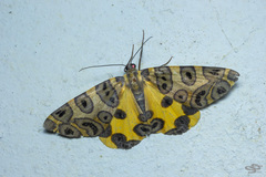 Pantherodes