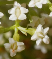 Platysace ericoides