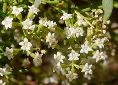 Platysace ericoides