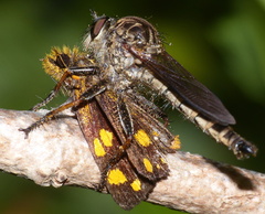 Metisella metis paris