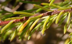 Platysace ericoides
