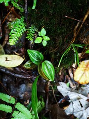 Psilochilus macrophyllus