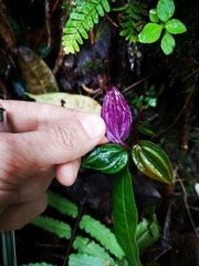 Psilochilus macrophyllus