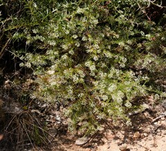 Platysace ericoides