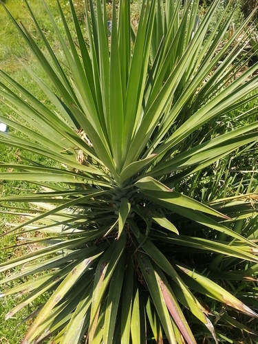 Yucca image