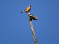 Loxia pytyopsittacus