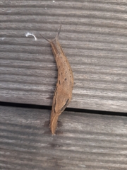 Drusia valenciennii