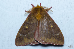 Winbrechlinia