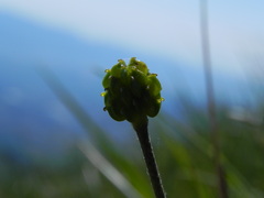 Ranunculus breyninus