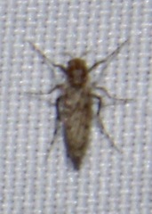 Chaoborus punctipennis