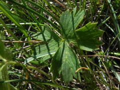 Ranunculus breyninus