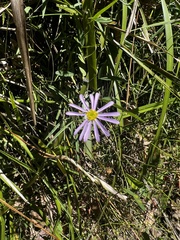 Brachyscome multifida
