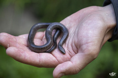 Atractus sanctaemartae