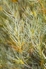 Banksia sphaerocarpa